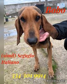 Bobo: taglia contenuta dolce e pacato