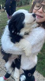 Border collie maschio con pedigree