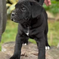 Cucciole di CANE CORSO