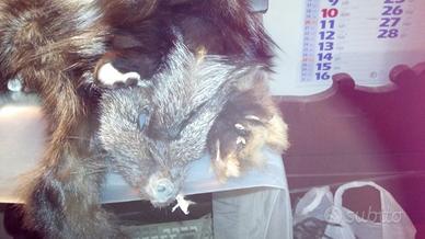 Stola di volpe argentata