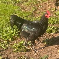Gallo australorp allevato in purezza 6 mesi