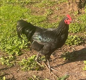 Gallo australorp allevato in purezza 6 mesi