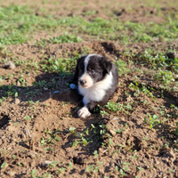 Cuccioli di border collie