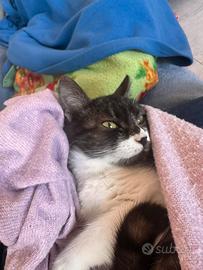 Femminuccia di 5 mesi