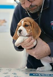 Cuccioli Beagle begool bigol