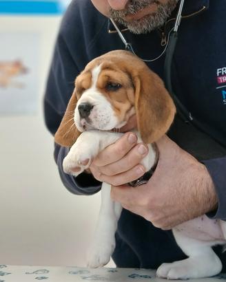 Cuccioli Beagle begool bigol