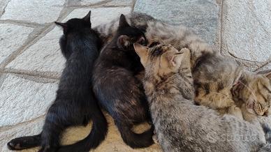 Gattini di tre mesi