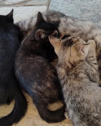 Gattini di tre mesi