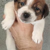 Jack russell terrier