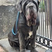 Mastino napoletano