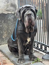 Mastino napoletano