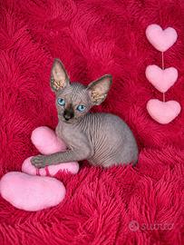 Sphynx Cuccioli Pedigree