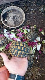 Tartarughe di terra varie specie