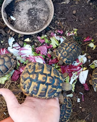 Tartarughe di terra varie specie