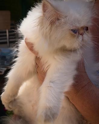 Gatti Persiani