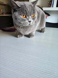 Femmina British short