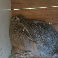 Lepre Purosangue Europea Selvatica