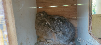 Lepre Purosangue Europea Selvatica