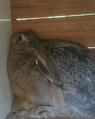 Lepre Purosangue Europea Selvatica