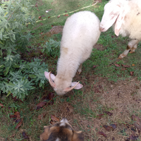 Do 2 maschi di pecora