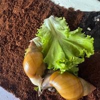 Chiocciola gigante Africana - Achatina