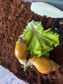 Chiocciola gigante Africana - Achatina