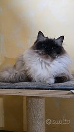 Gatta ragdoll seal mitted