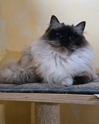 Gatta ragdoll seal mitted