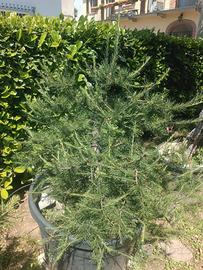 pre bonsai abeti