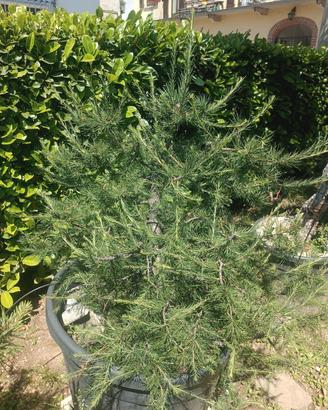 pre bonsai abeti