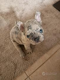 Bulldog francese blu merle