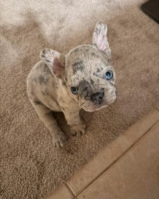 Bulldog francese blu merle