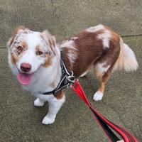 Cuccioli Pastore Australiano