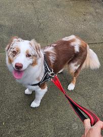 Cuccioli Pastore Australiano