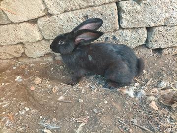 Conigli papillon nero di 2/3 mesi