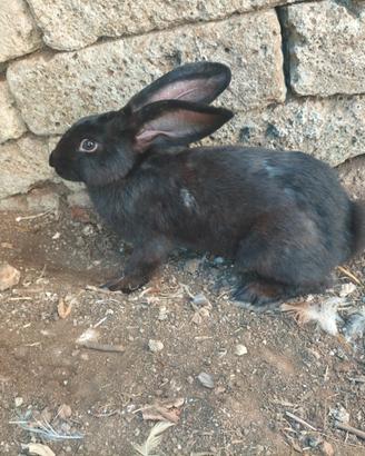 Conigli papillon nero di 2/3 mesi