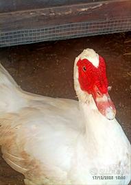 MASCHIO Anatra riproduttivo