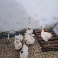 Morosetta galli e galline