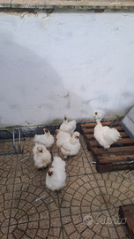 Morosetta galli e galline