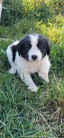 Cuccioli border collie