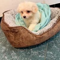 Cucciolo Maltese Toy