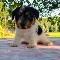 Cuccioli di Jack Russell