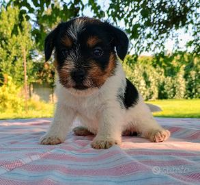 Cuccioli di Jack Russell