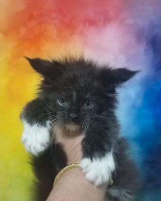 Maine Coon Black Smoke Tuxedo XXL