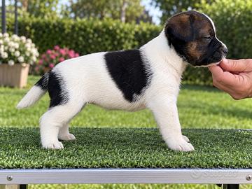 Jack russell