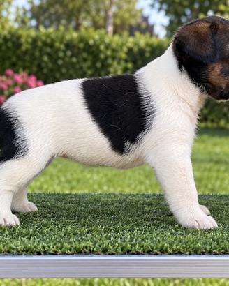Jack russell