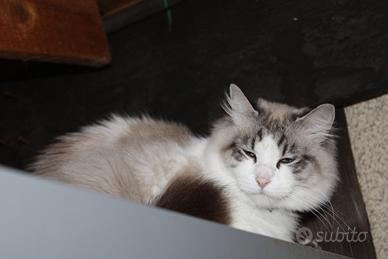 Ragdoll femmina adulta