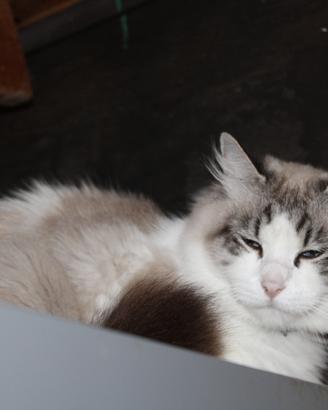 Ragdoll femmina adulta