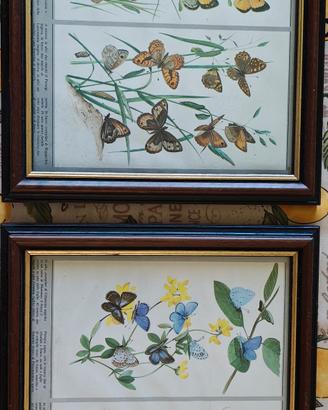 stampe farfalle con cornice in legno