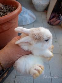 Coniglietti ariete e teste leone